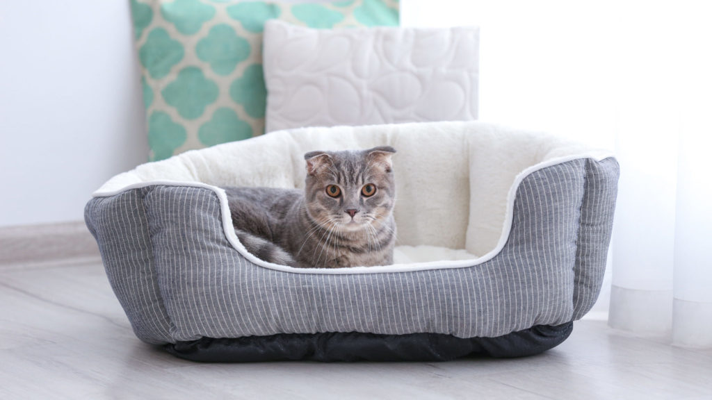 How To Choose The Best Cat Bed For Your Cat – CatTime