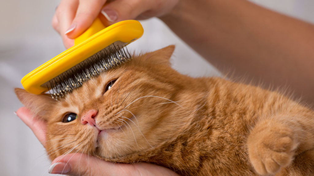 How To Choose The Best Cat Brush For Your Cat – CatTime