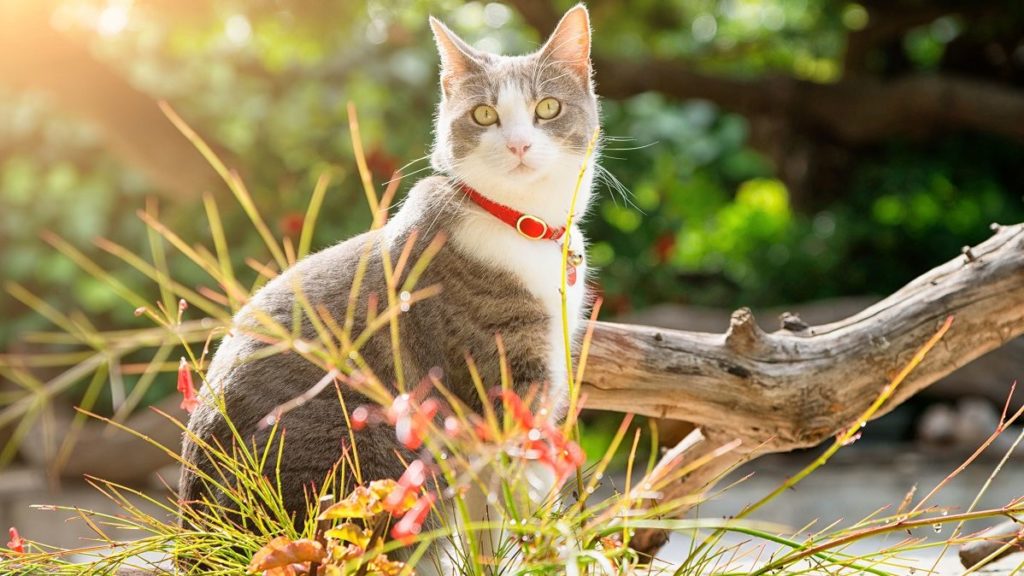 How To Choose The Best Cat Collar – CatTime