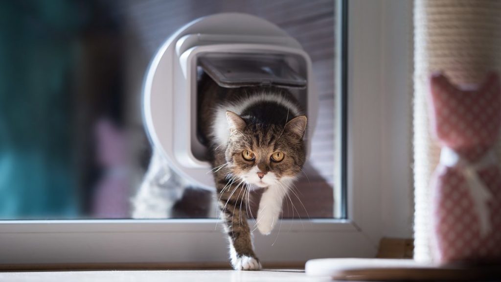 How To Choose The Best Cat Door For Your Cat – CatTime