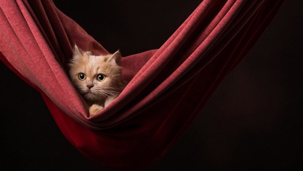 How To Choose The Best Cat Hammock For Your Cat – CatTime