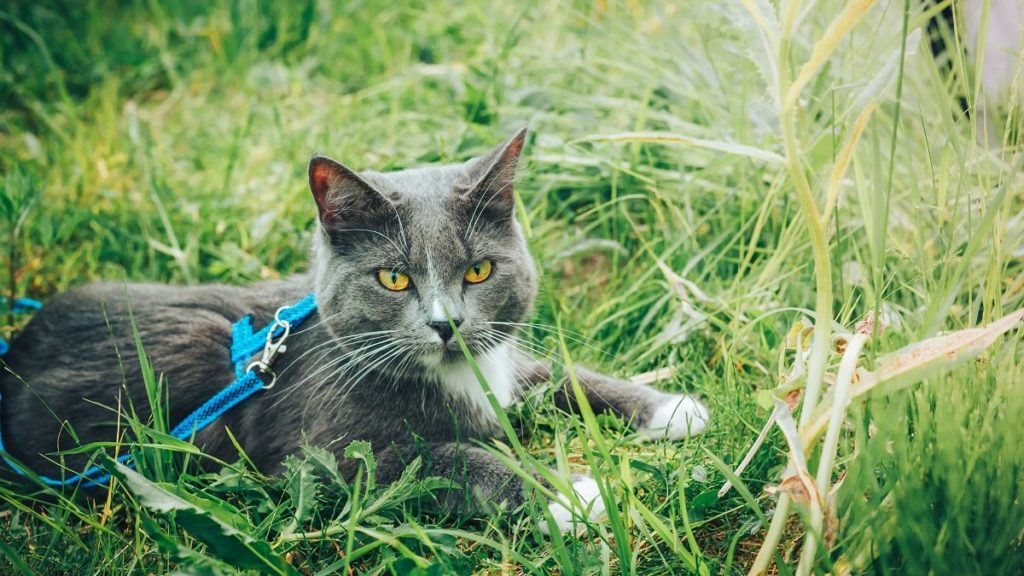 How To Choose The Best Cat Harness For Your Cat – CatTime