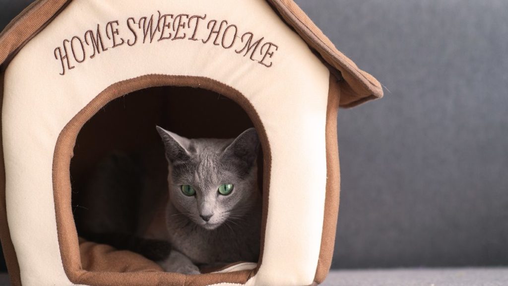 How To Choose The Best Cat House For Your Cat – CatTime
