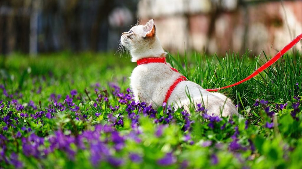 How To Choose The Best Cat Leash For Your Cat – CatTime