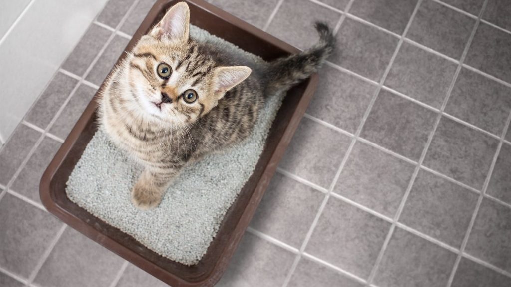 How To Choose The Best Cat Litter For Your Cat – CatTime