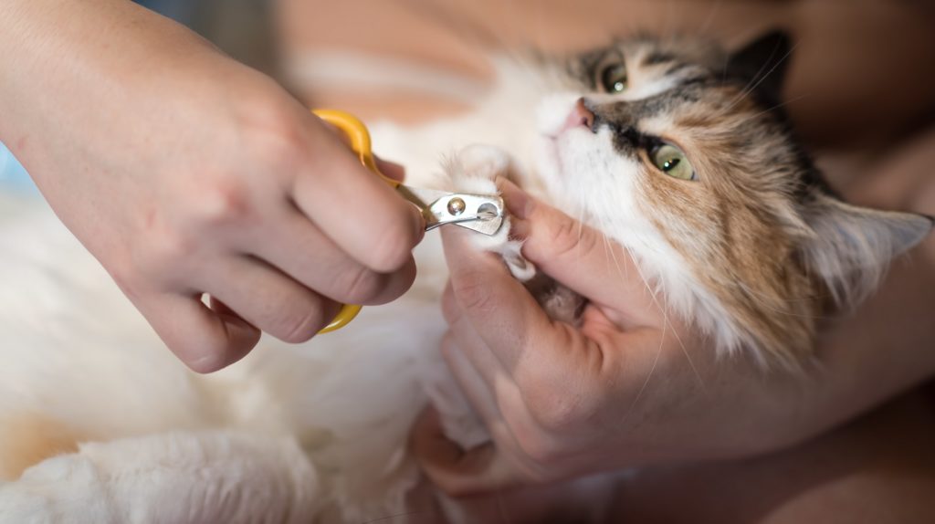 How To Choose The Best Cat Nail Clipper – CatTime