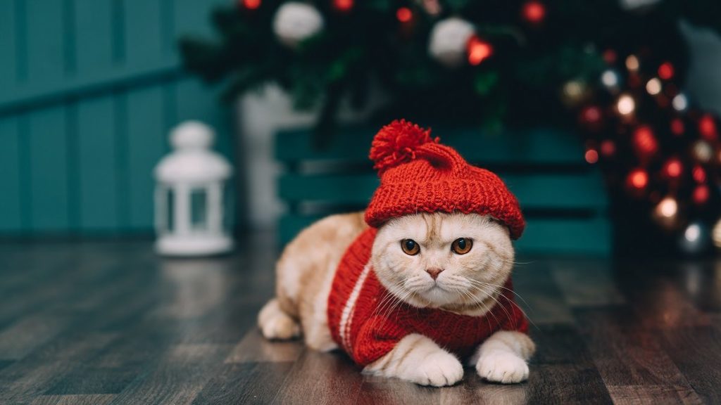 How To Choose The Best Cat Sweater For Your Cat – CatTime
