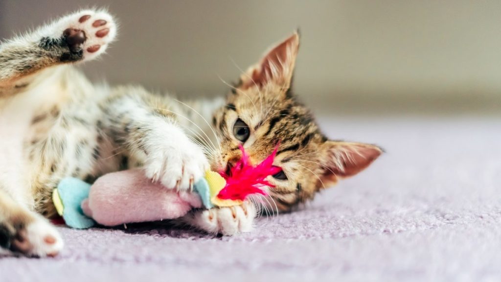 How To Choose The Best Cat Toy For Your Cat – CatTime