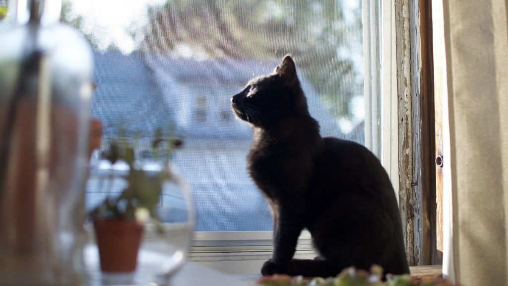 How To Choose The Best Cat Window Perch For Your Cat – CatTime