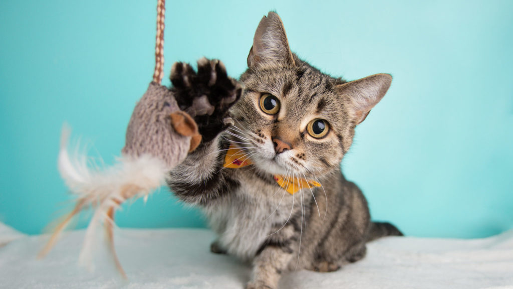 How To Choose The Best Interactive Cat Toy For Your Cat – CatTime