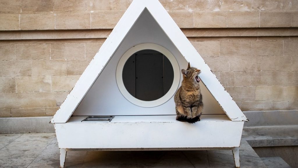 How To Choose The Best Outdoor Cat House For Your Cat – CatTime