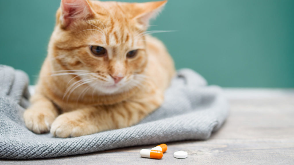 How To Choose The Best Probiotic for Cats For Your Cat – CatTime
