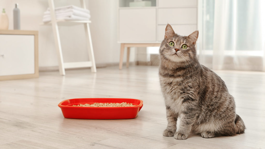 How To Choose The Best Tidy Cat Litter For Your Cat – CatTime