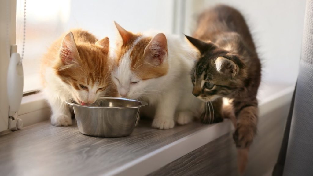 How To Choose The Best Wellness Cat Food For Your Cat – CatTime