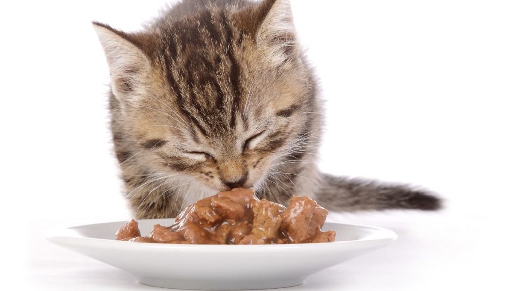 How To Choose The Best Wet Cat Food For Your Cat – CatTime