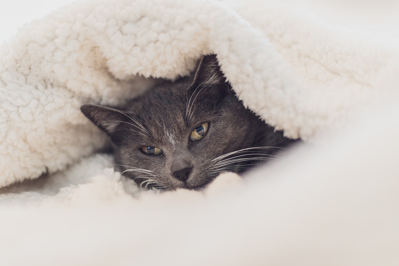 The Best Cat Cave Beds