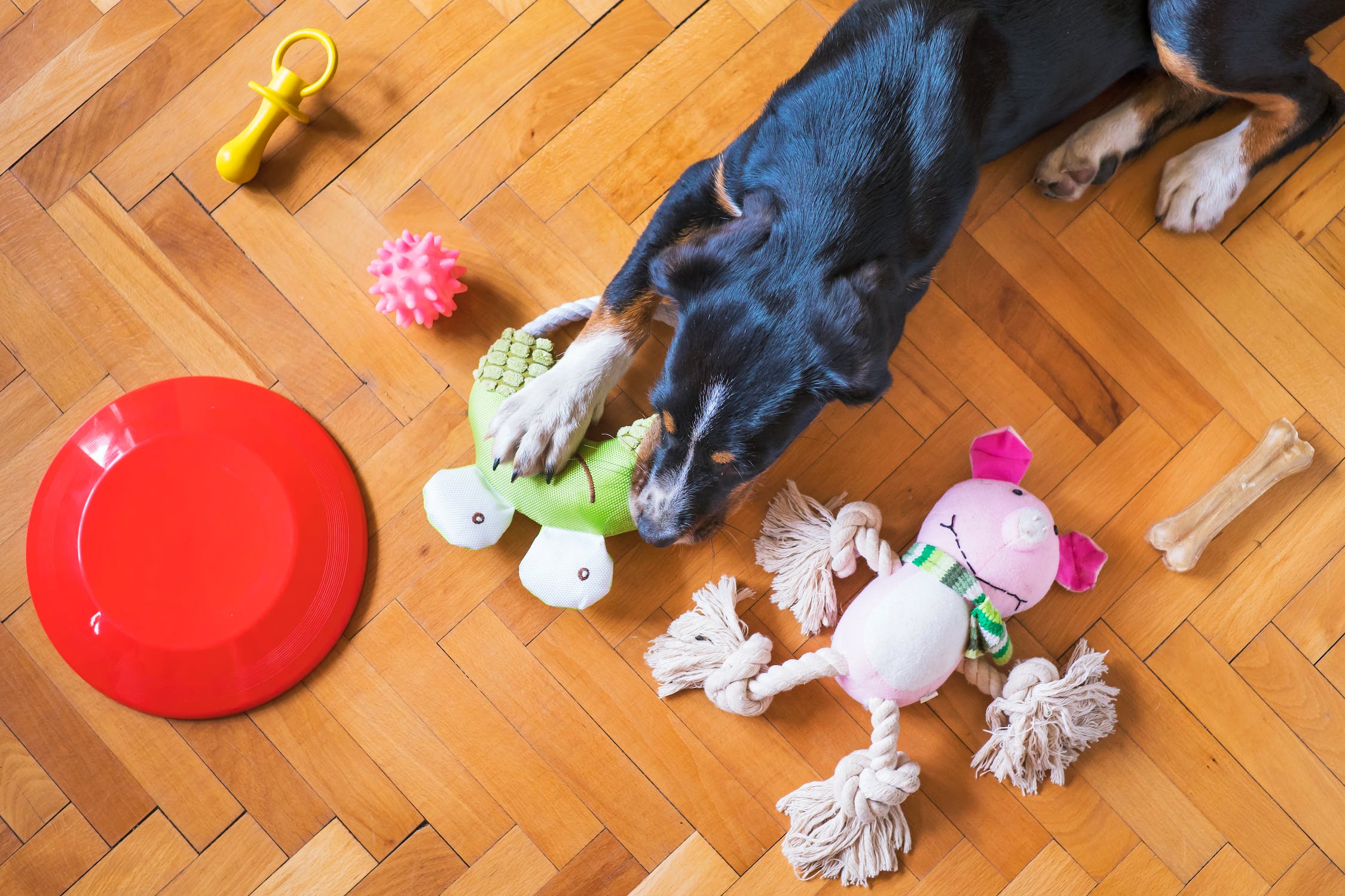 The Best Stimulating Dog Toys