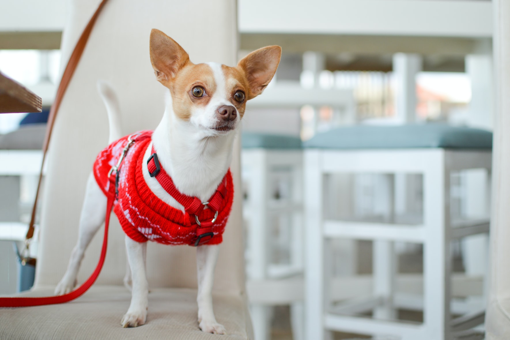 The Best Sweaters For Small Dogs