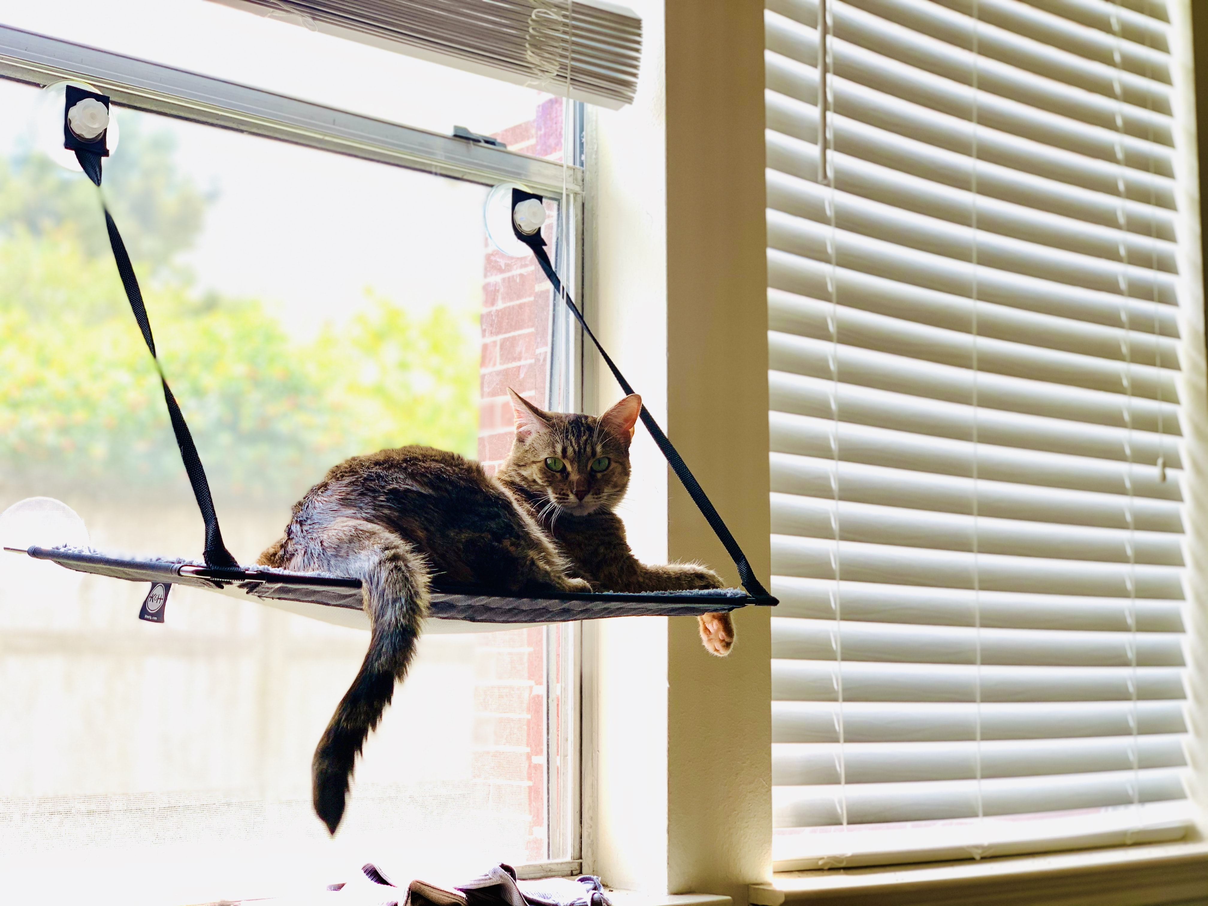 The Best Cat Window Perch