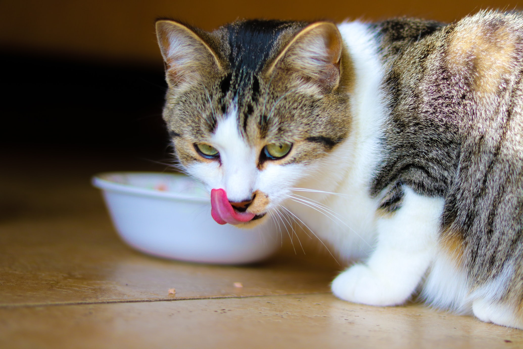 The Best Grain Free Cat Foods