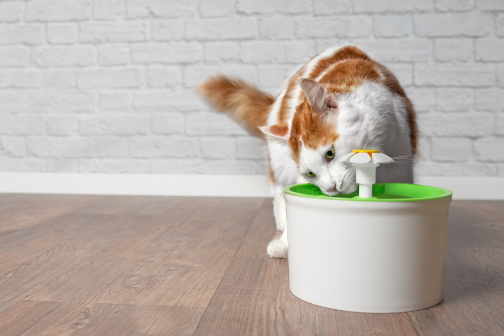 The Best Wireless Water Fountains For Cats