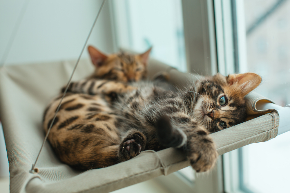 The Best Cat Window Beds