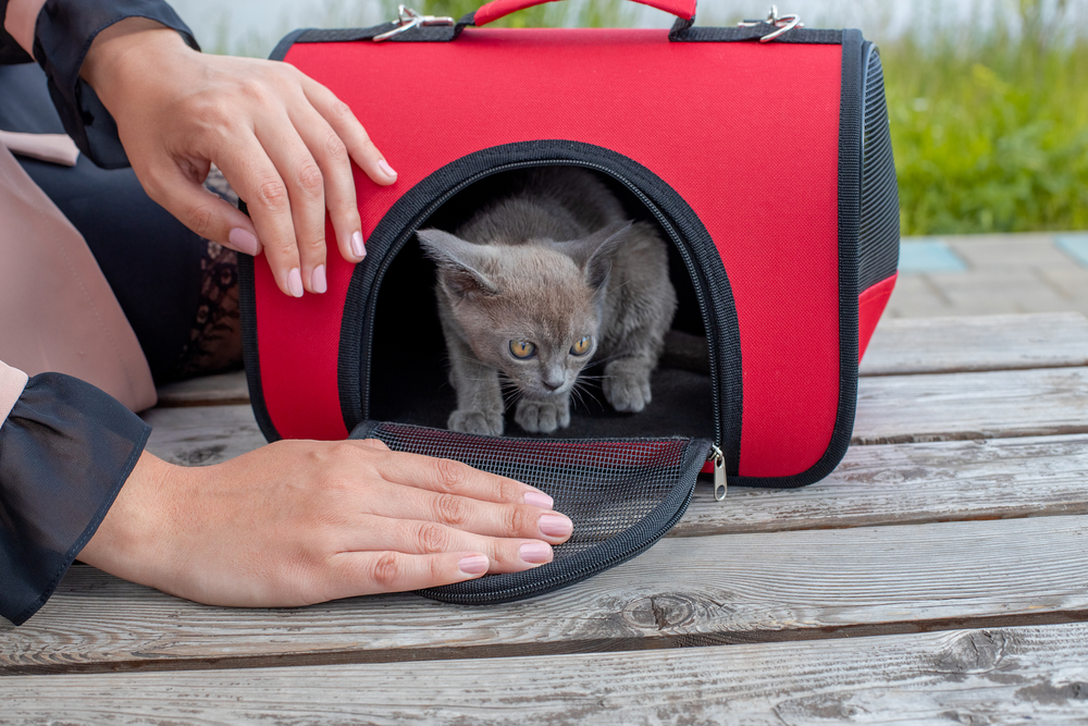 The Best Carriers For Smaller Cats