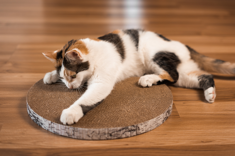 The Best Cardboard Cat Scratchers