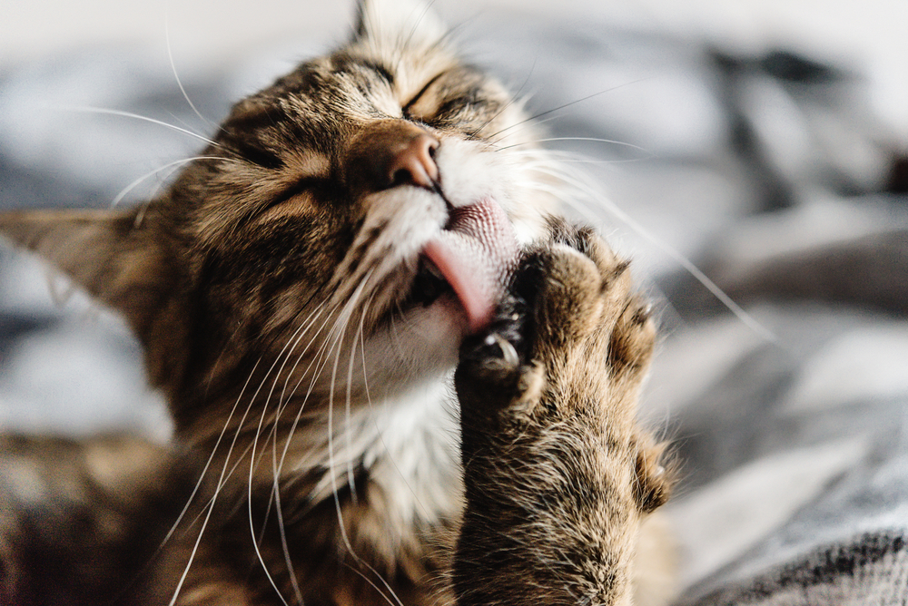 The Best Hairball Remedies For Cats