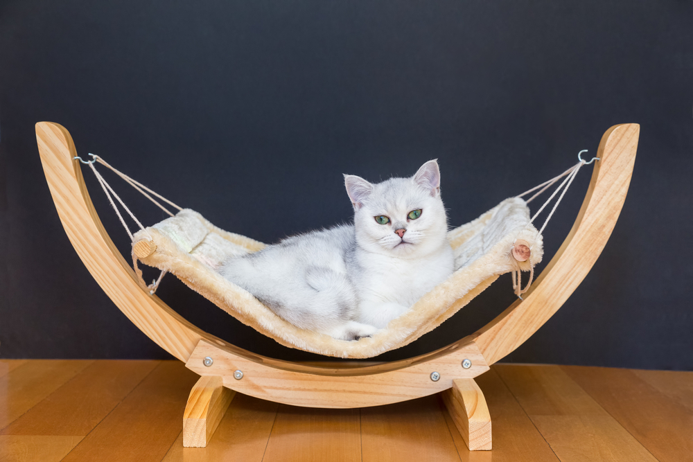 The Best Hanging Beds For Cats