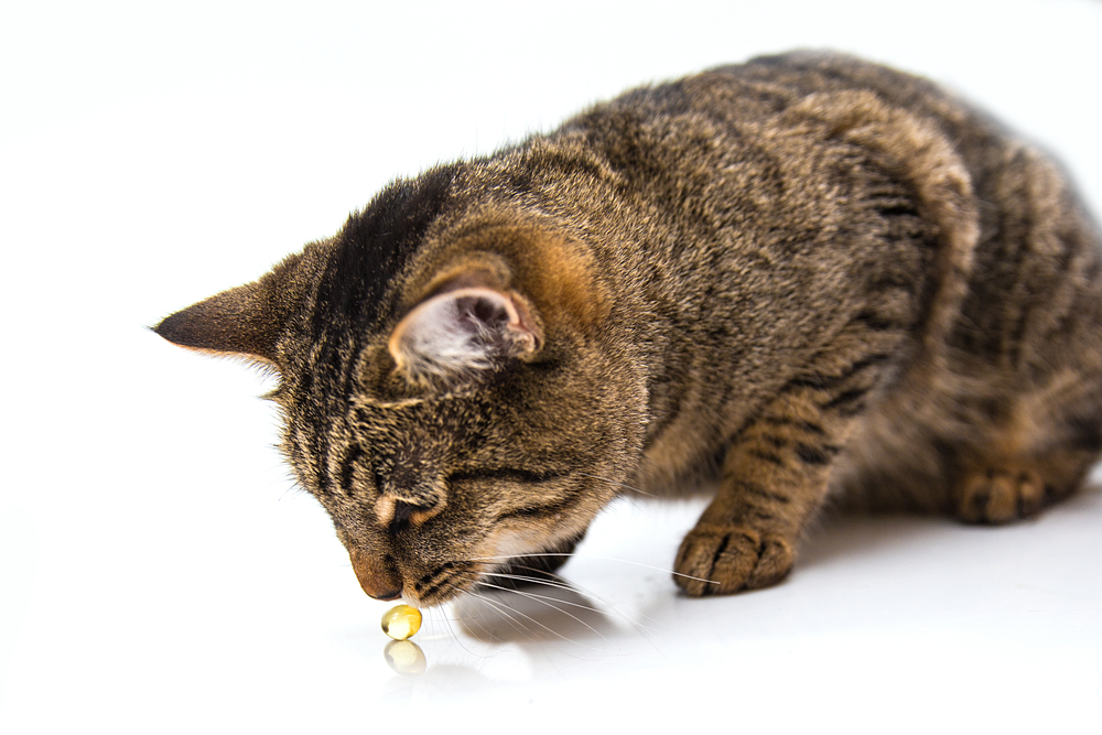 The Best Fish Oil For Cats