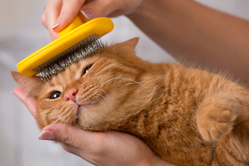 The Best Cat Grooming Accessories