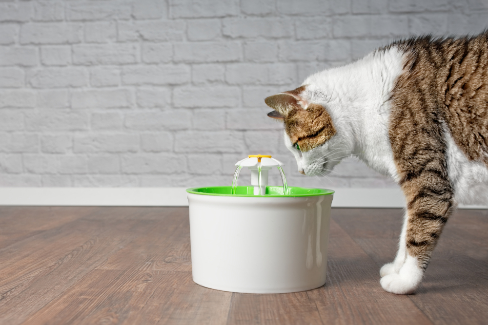 The Best Cat Water Fountain Filters