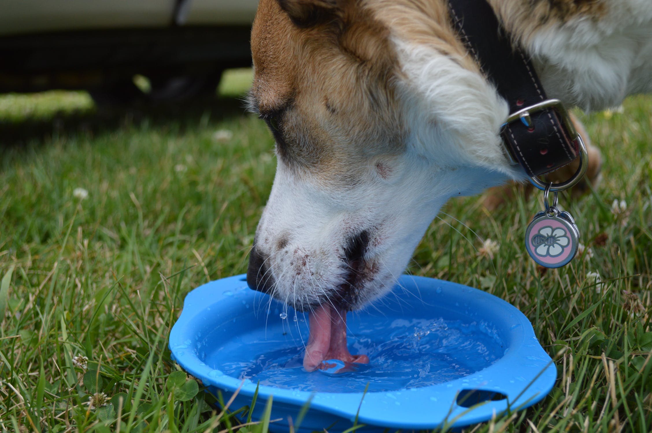 The Best Slobber Stopper Dog Bowls