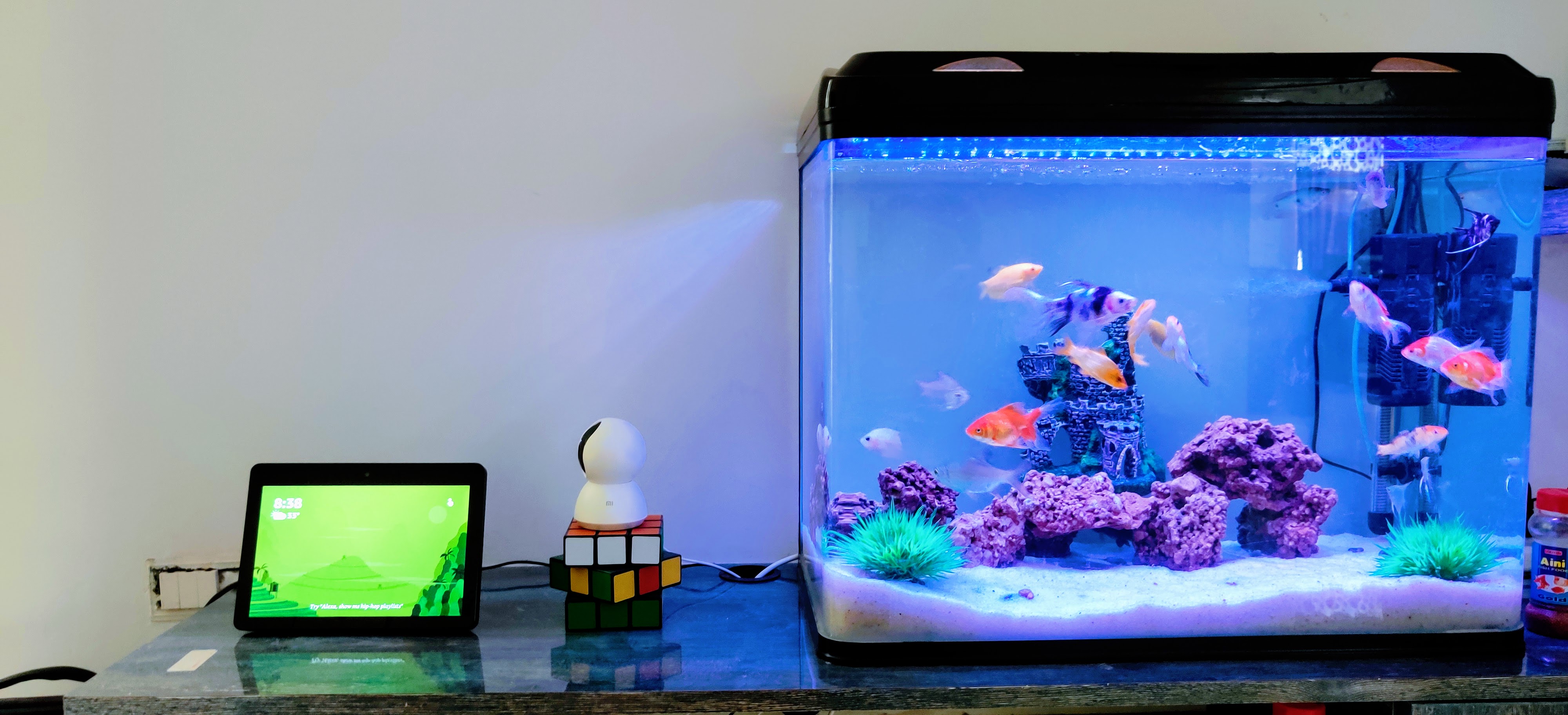 The Best Ten Gallon Fish Tanks