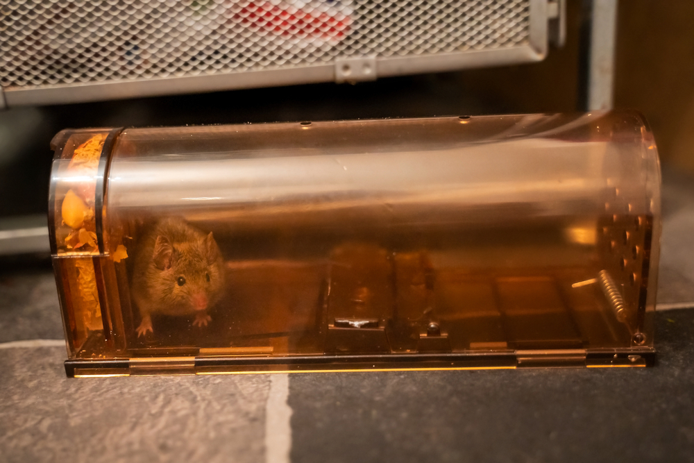 The Best PetSafe Mouse Traps