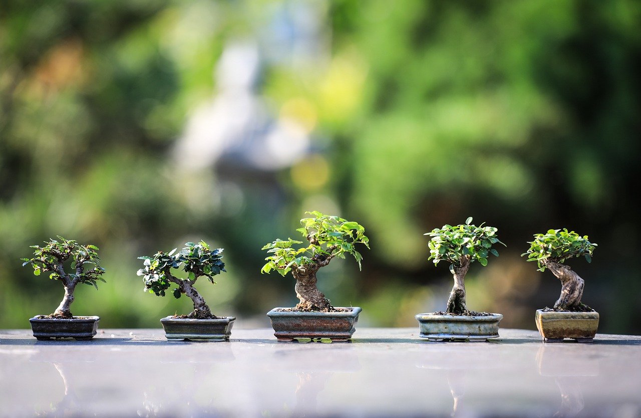 The Best Bonsai Tree Starter Kits