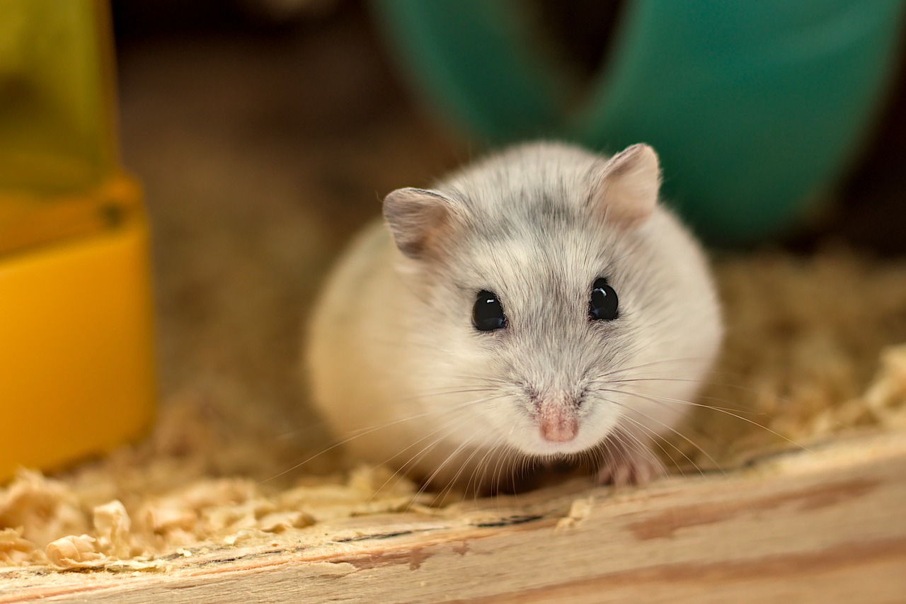 The Best Hamster Toys