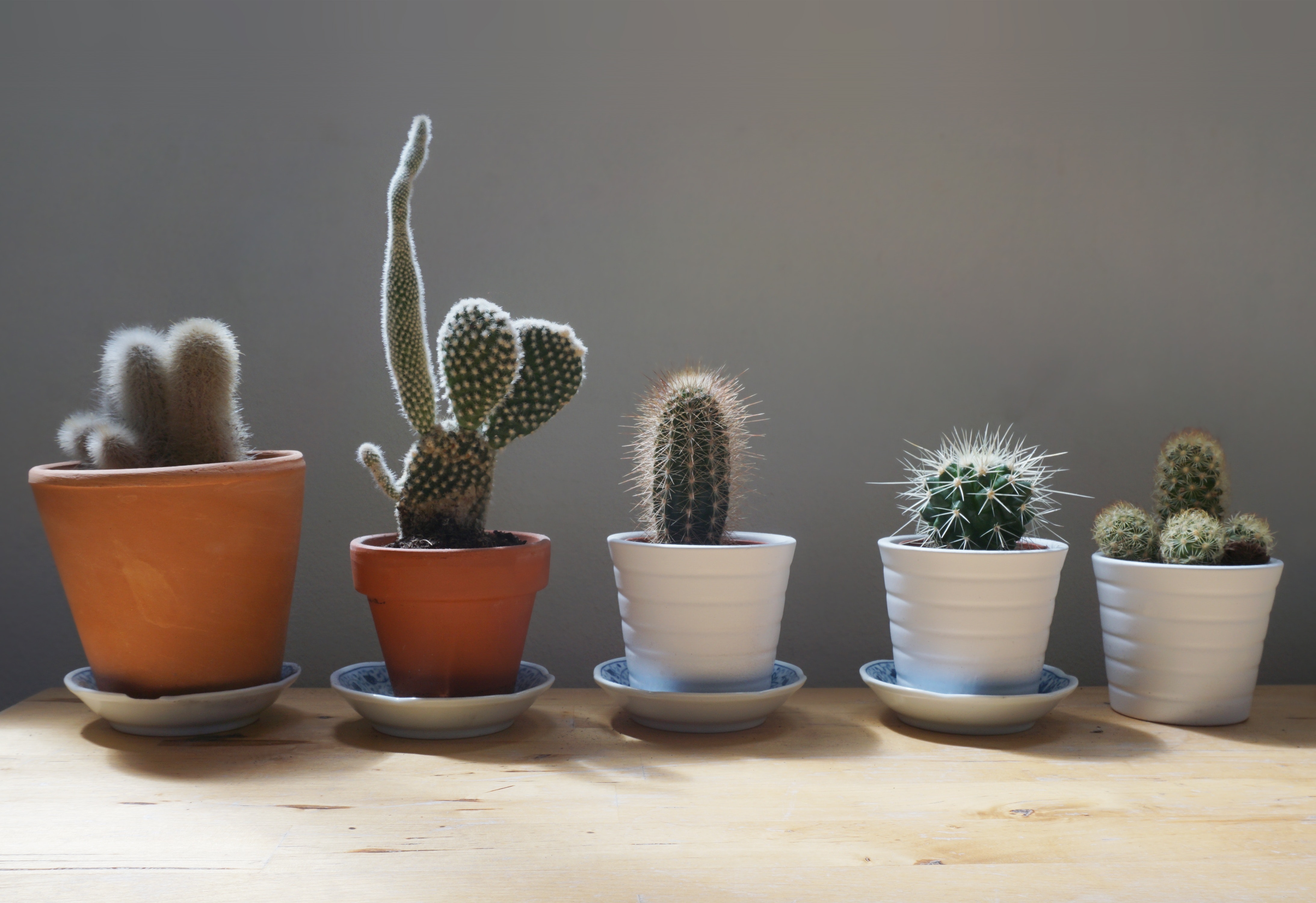 The Best Indoor Plant Pots