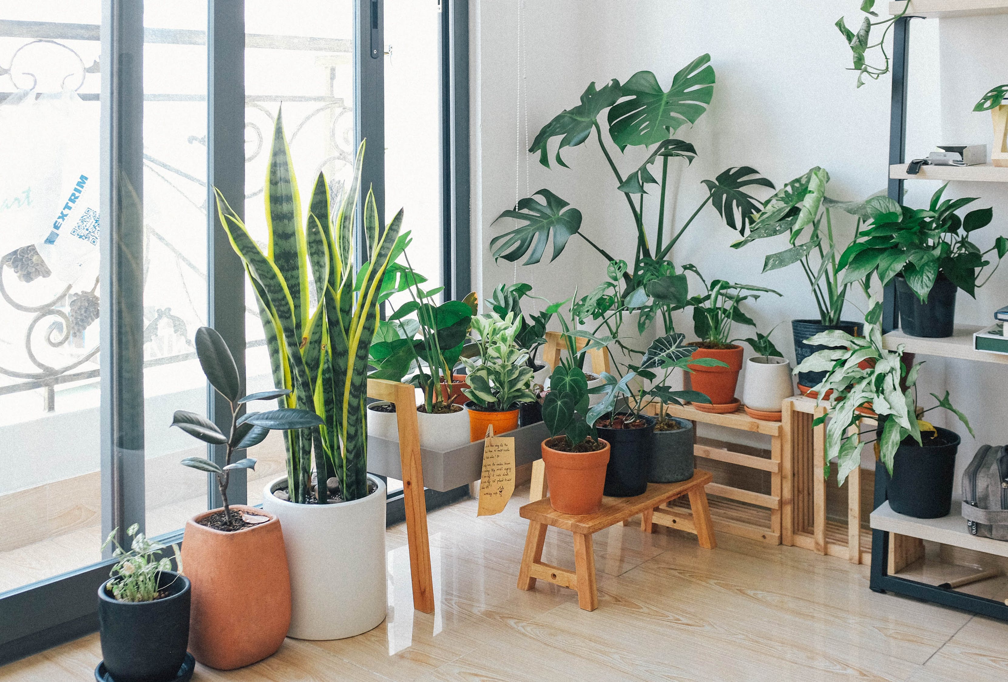 The Best House Plants