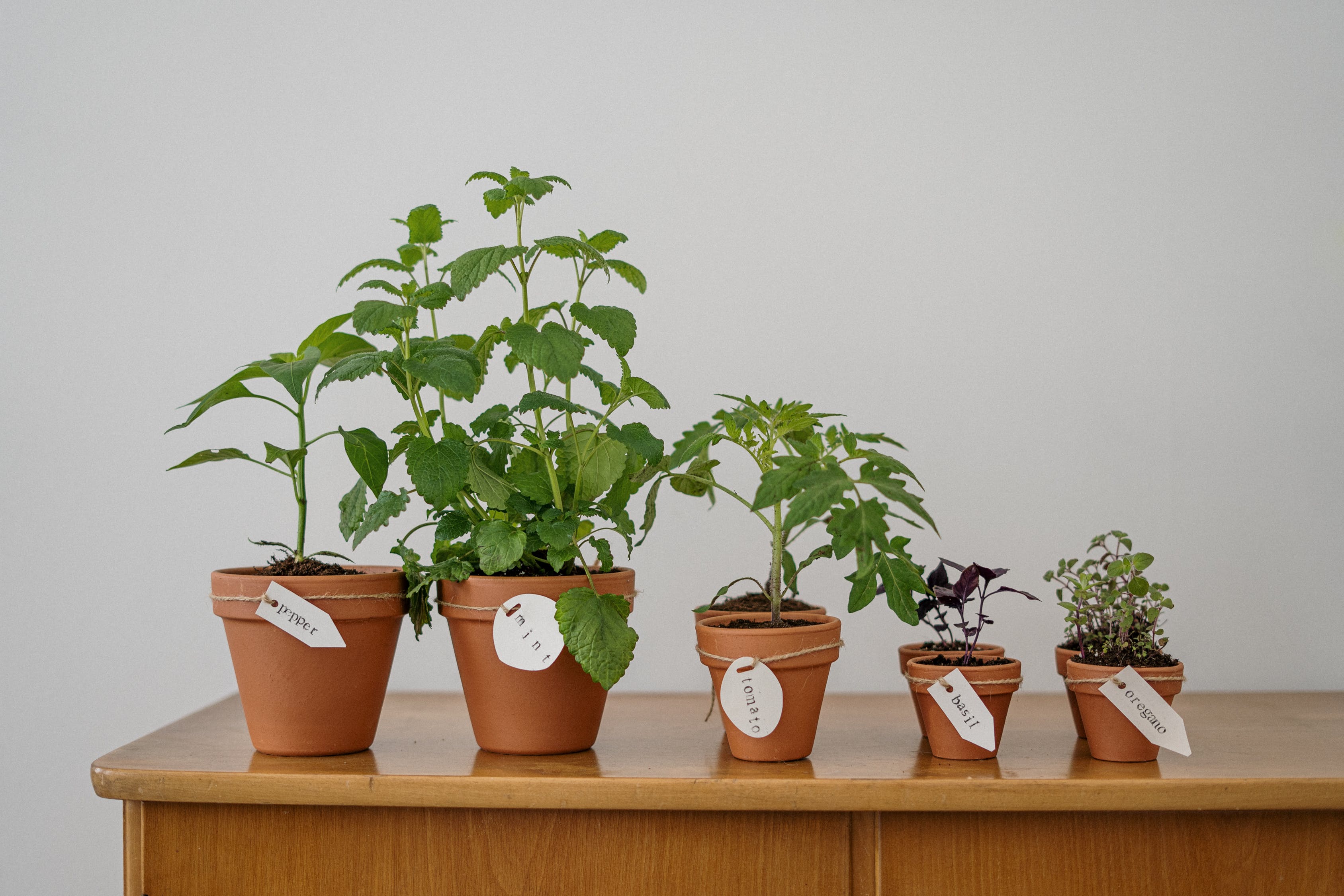 The Best Indoor Herb Garden Kits