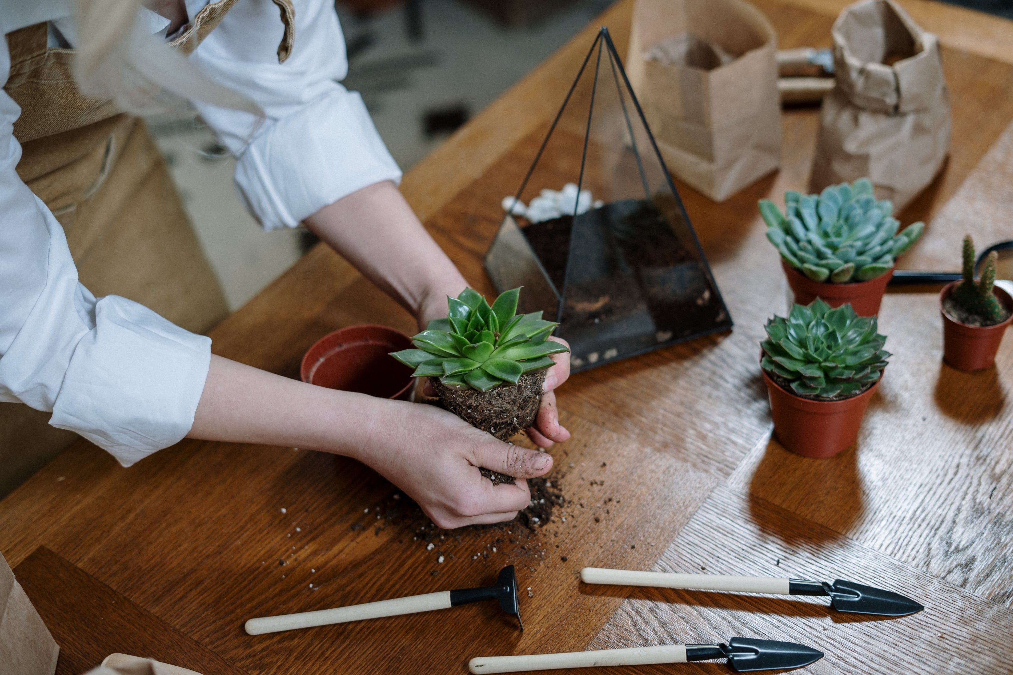 The Best Terrarium Kits for Kids
