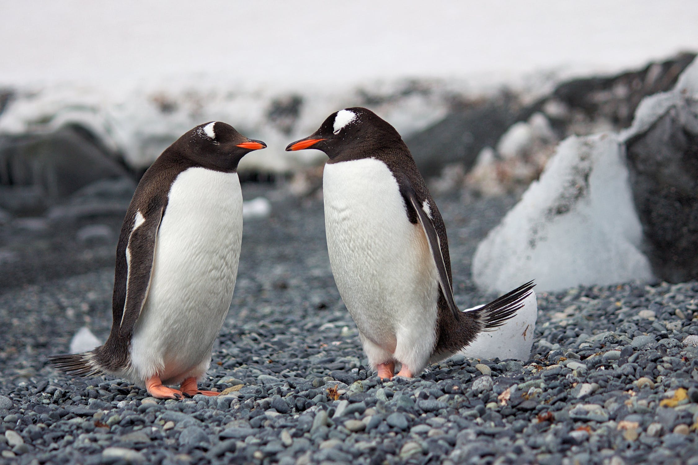 The Best Penguin Gifts
