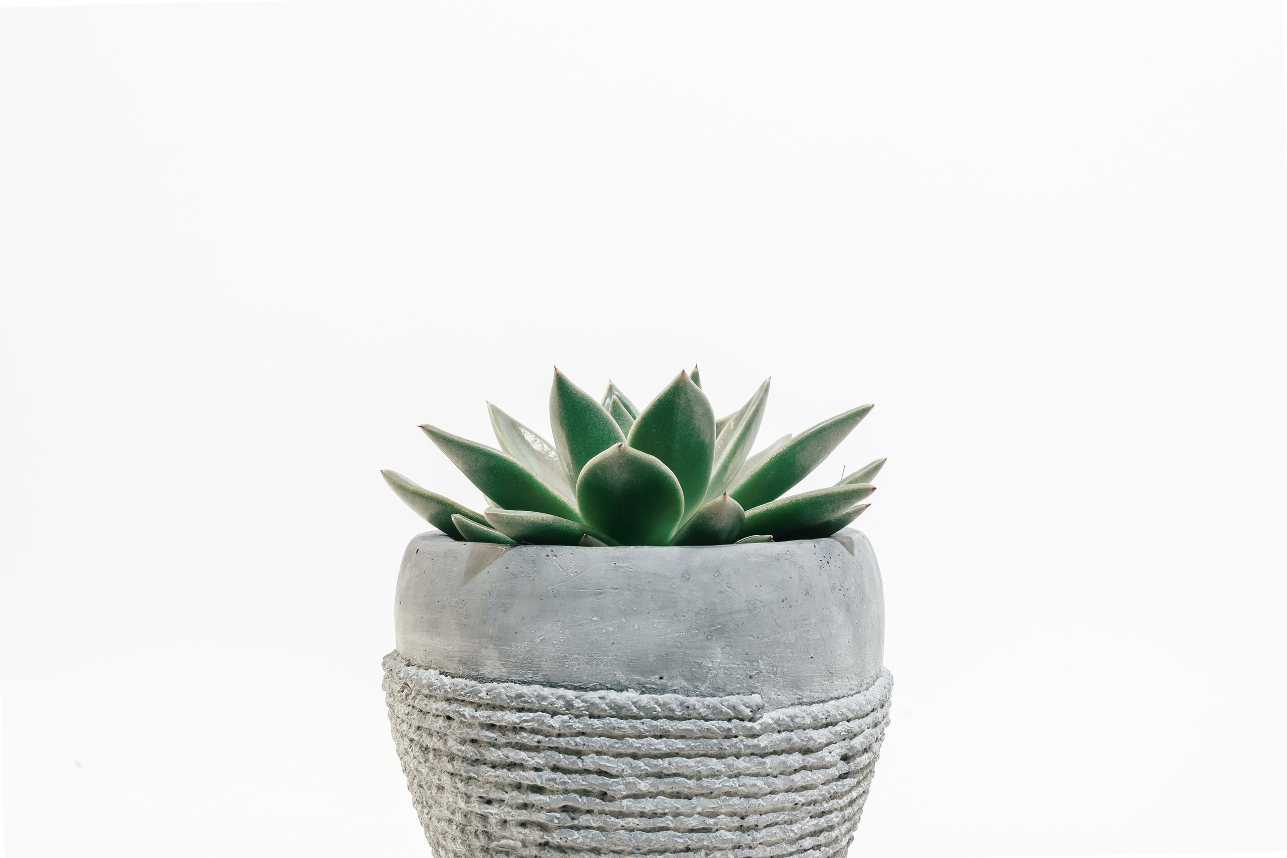 The Best Succulent Pots