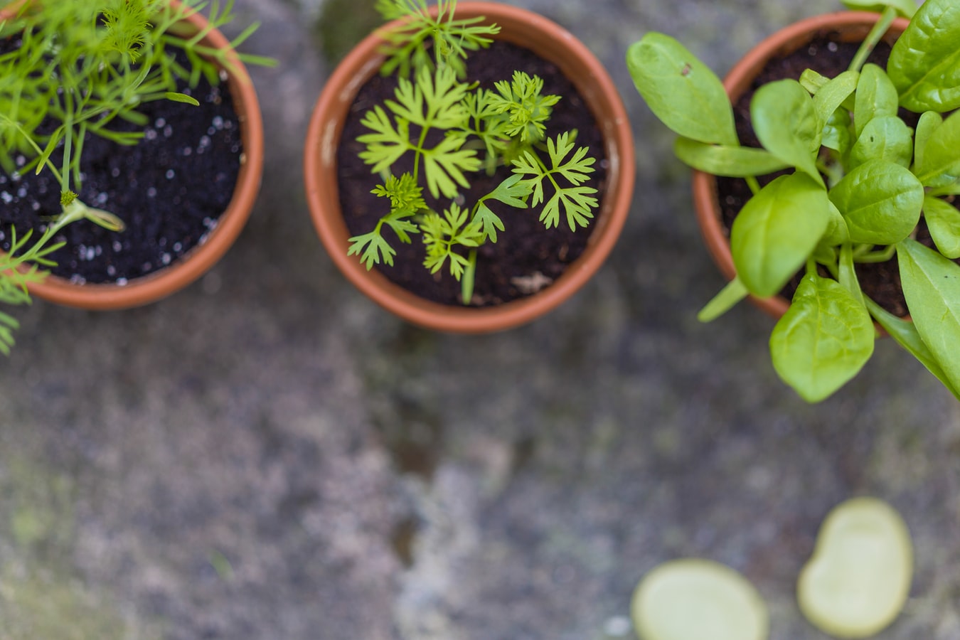 The Best Vegetable Growing Kits