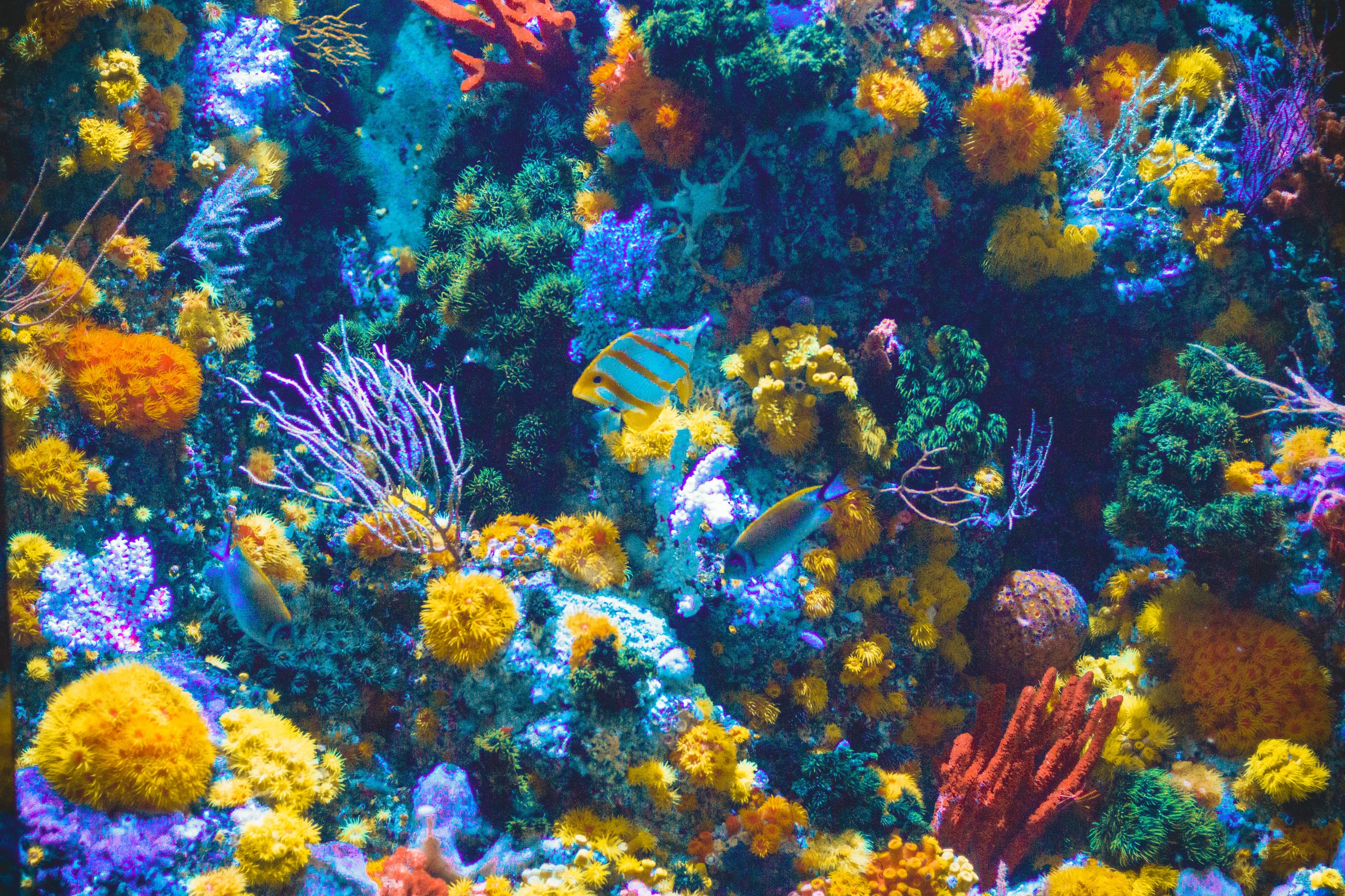 The Best Heaters for Your Aquarium