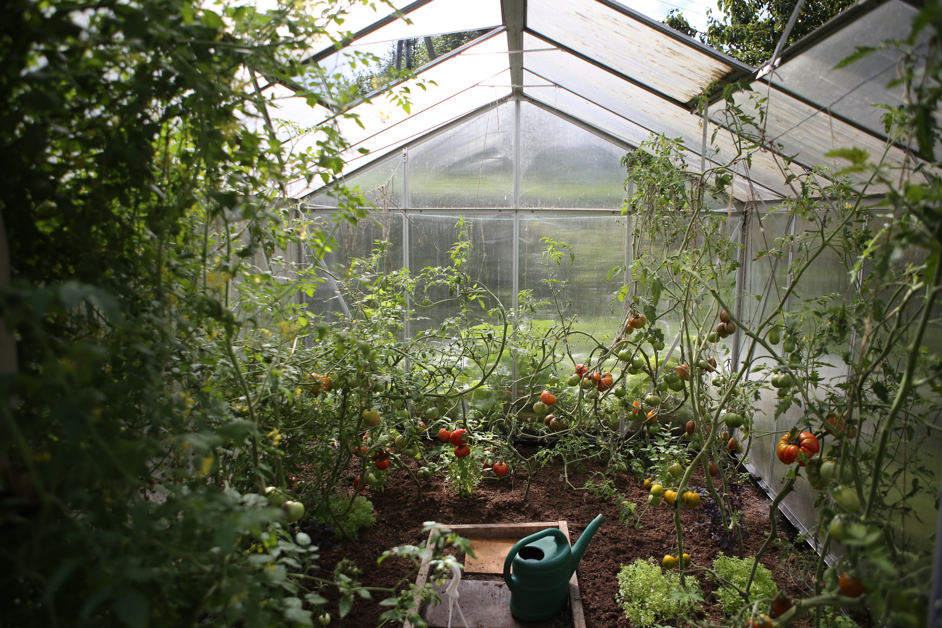 The Best Greenhouses for Your Yard