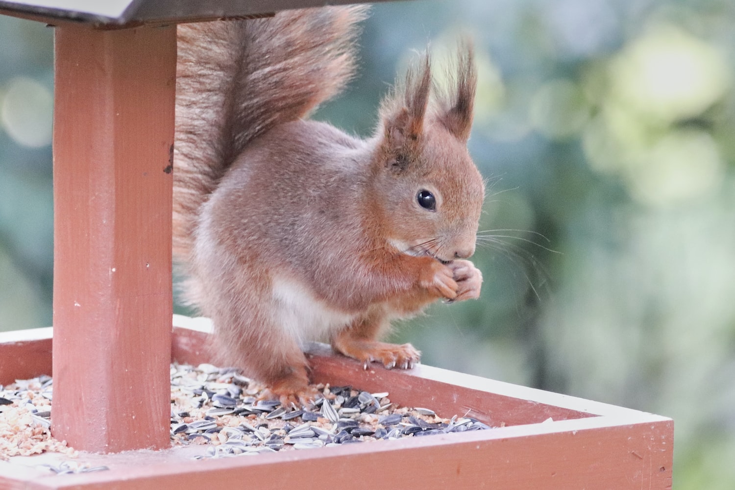 The Best Squirrel Feeders
