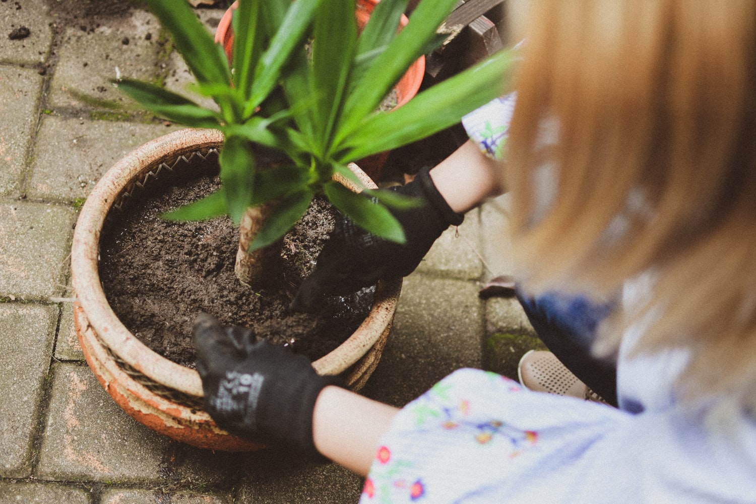 The Best Potting Soil