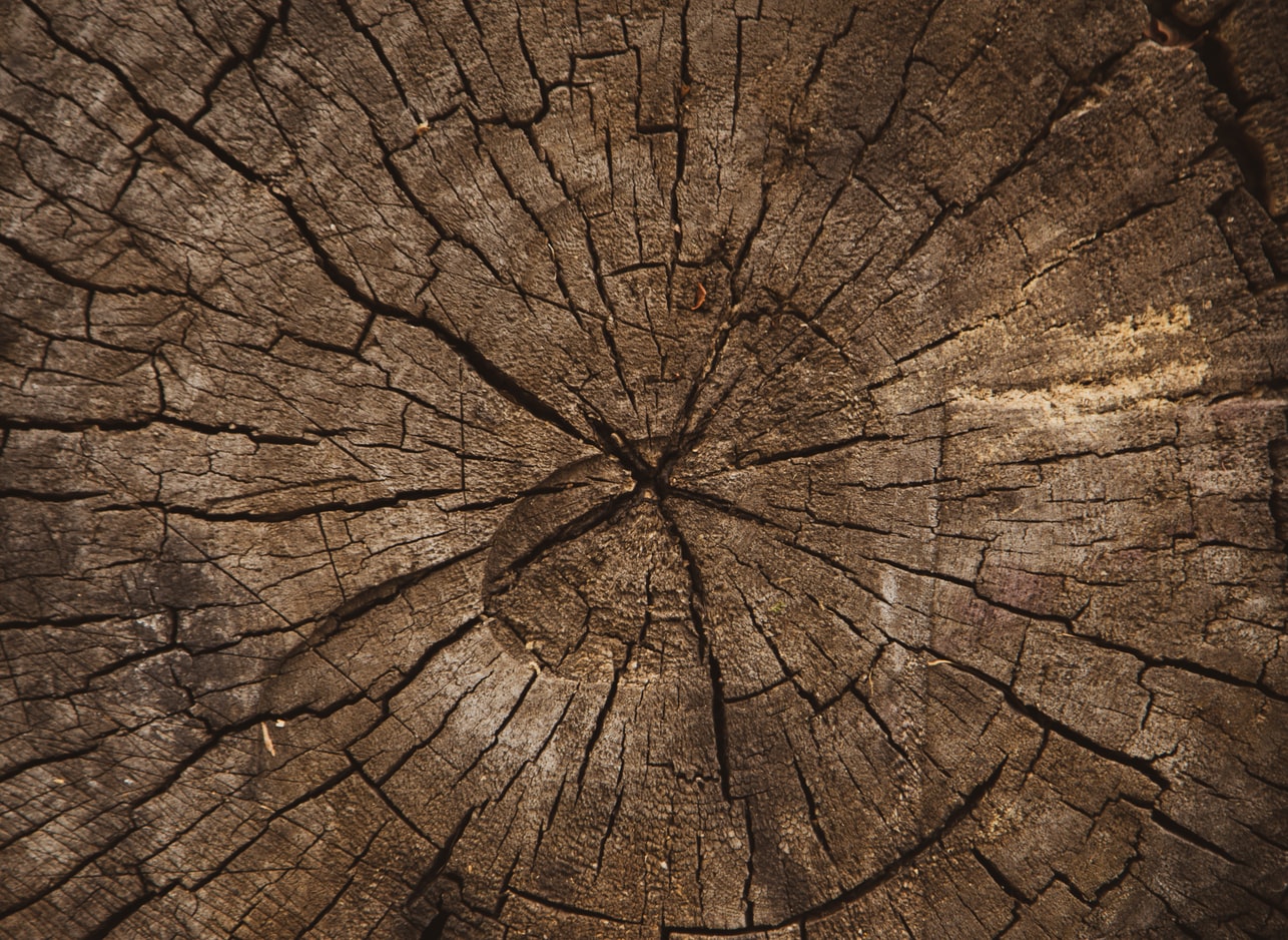 The Best Wood Slices for Arts & Crafts